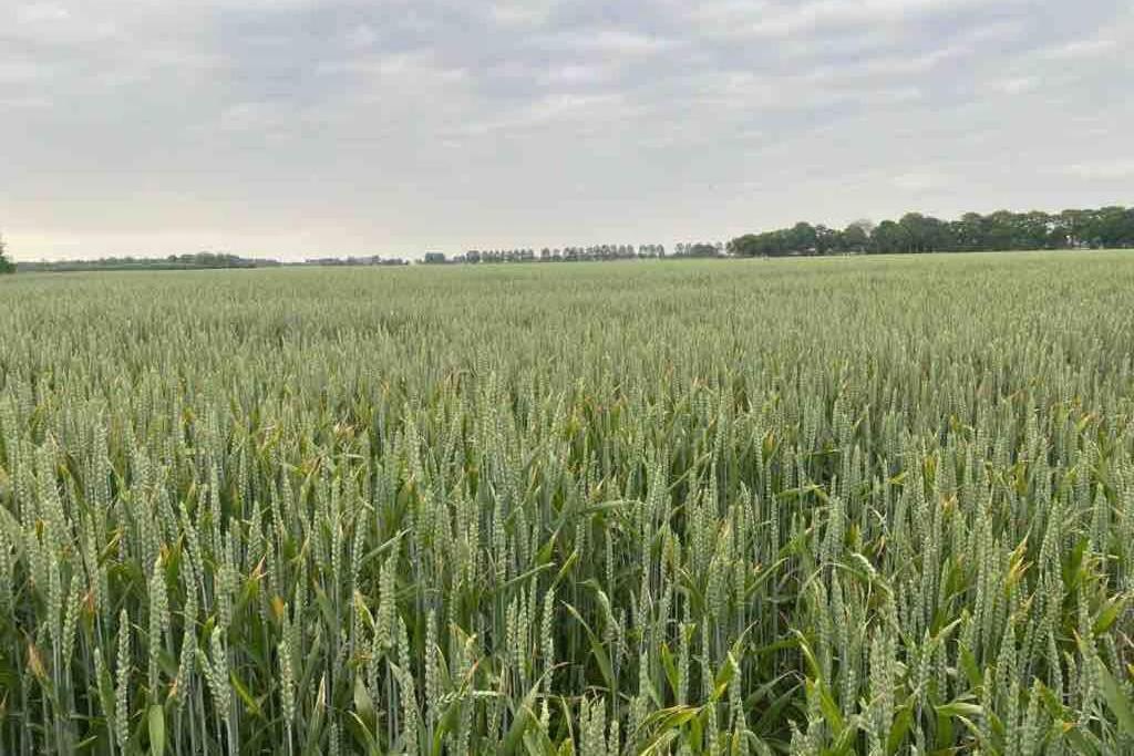 Schrijvershuisje - Sfeer & Stilte Zeeuws Vlaanderen Zaamslag Eksteriør bilde